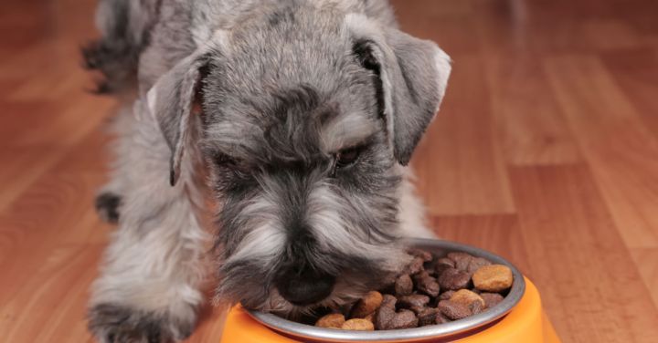 Navigating the World of Organic Pet Food: Is It Worth the Hype?
