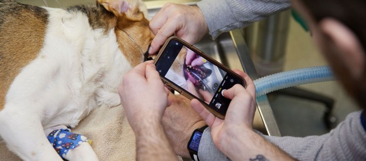 The Role of Veterinary Telemedicine in Modern Pet Care
