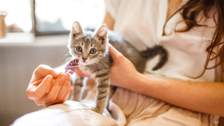 The Ultimate Checklist for New Kitten Health Care